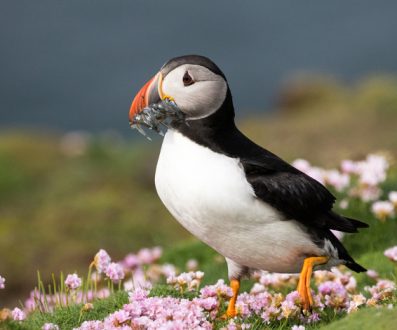 popup-image-atlantic-puffin-with-fish-fair-isle-scotland-michael-baynes